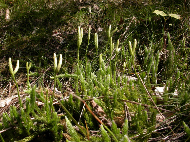 Bärlappgewächse, Lycopodiaceae, Bärlapp, Lycopodium